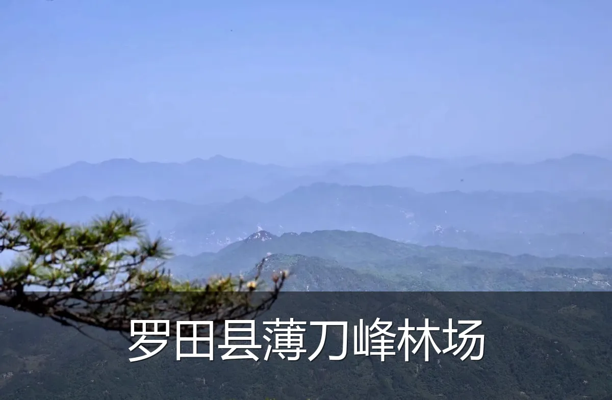 罗田县薄刀峰林场