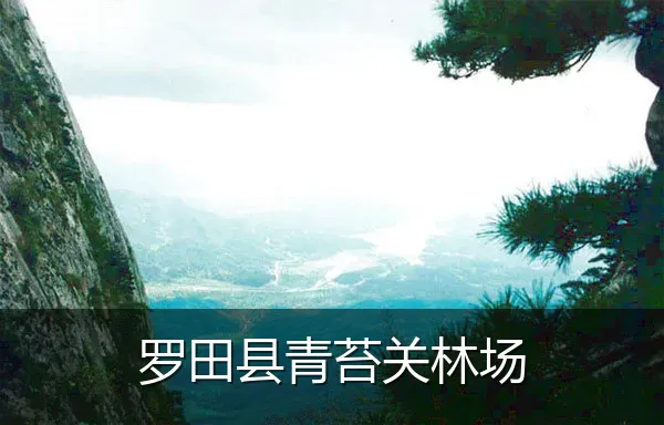 罗田县青苔关林场
