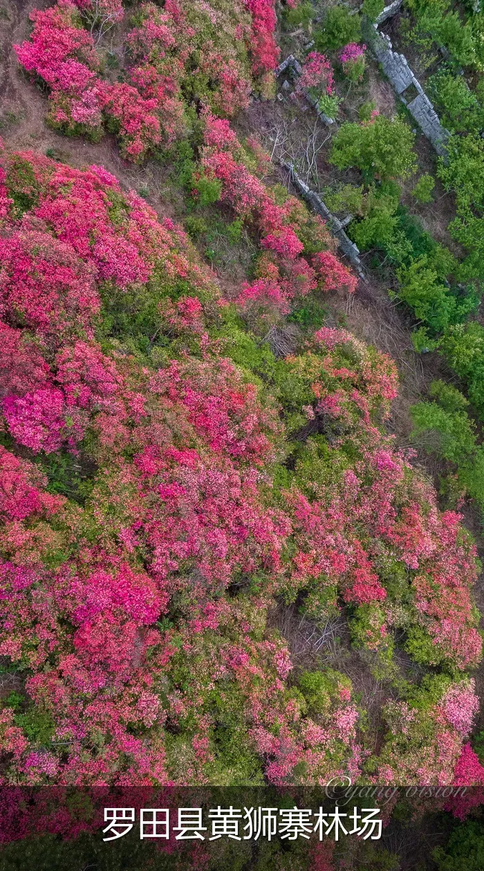 罗田县黄狮寨林场